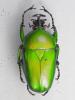 Dicronorhina johnstoni